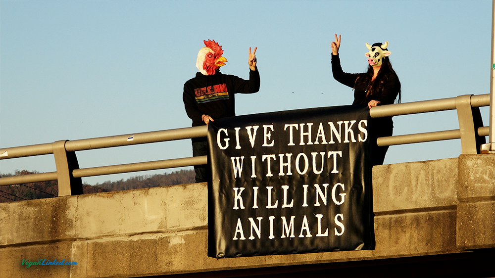 Give Thanks Without Killing Animals